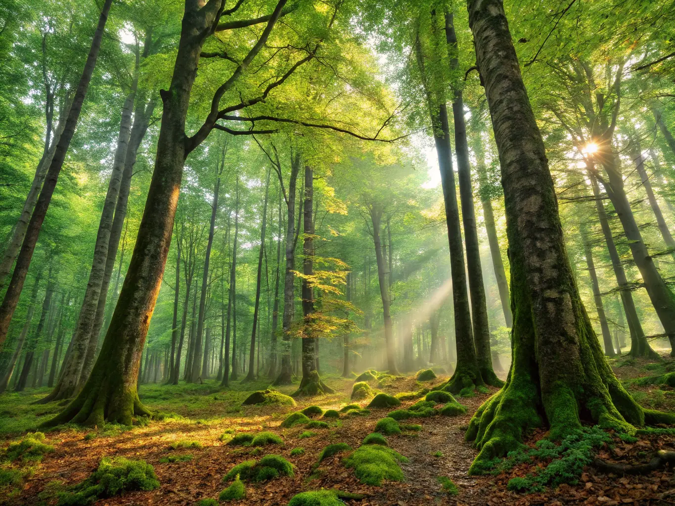 A picturesque landscape featuring a group of hunters setting up camp in a dense forest, preparing for a guided hunting trip organized by HENRI MACAIGNE HUNTING SOCIETY.